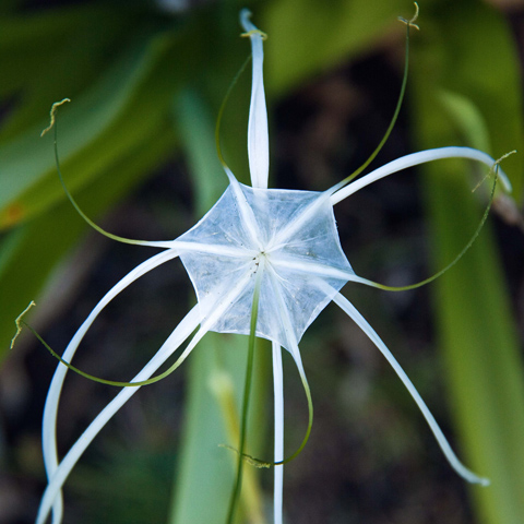 Entabeni Gardens