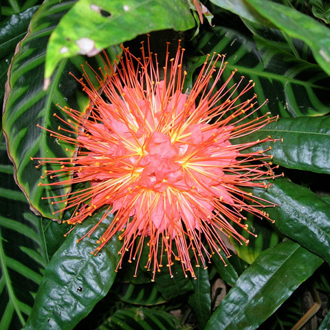 Entabeni Gardens