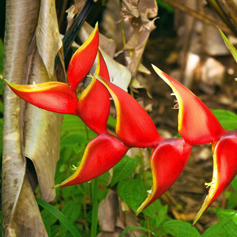 Entabeni Gardens