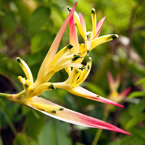 Entabeni Gardens