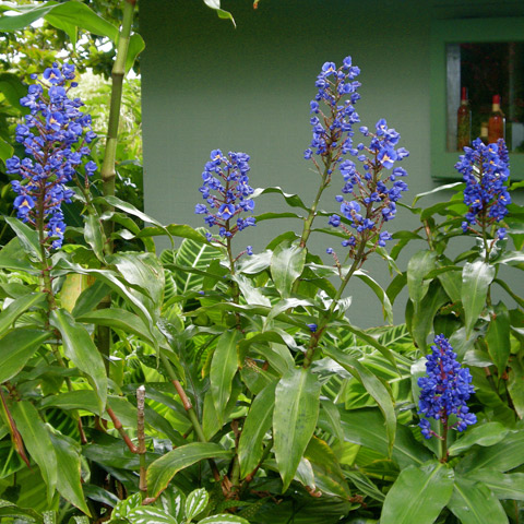 Entabeni Gardens