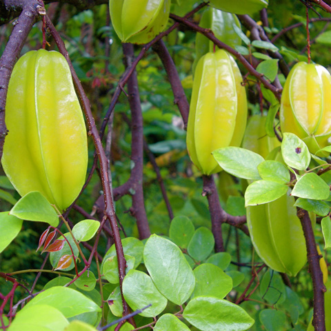 Entabeni Gardens