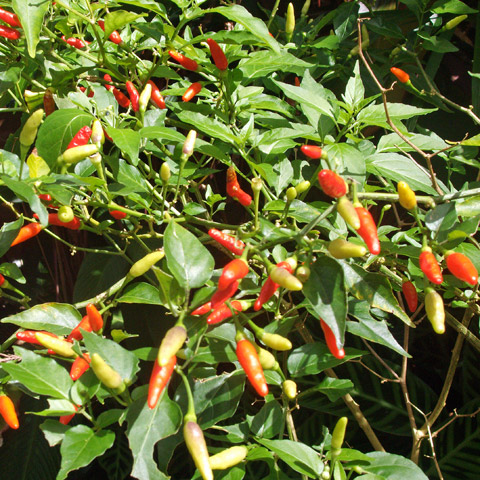 Entabeni Gardens