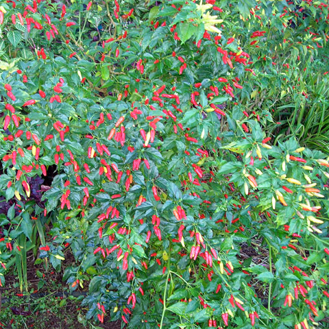 Entabeni Gardens